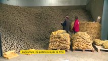 Vidéo. stocks de pommes de terre invendus : les producteurs n'ont pas la frite