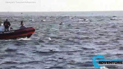 Mega Pod Of Common Dolphins Seen Off California Coast