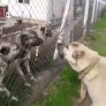 COBAN KOPEKLERi MAHALLE KAVGASI - ANATOLiAN SHEPHERD DOGS VS