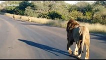 Pride of lions patrol the roads in Kruger National Park during COVID-19