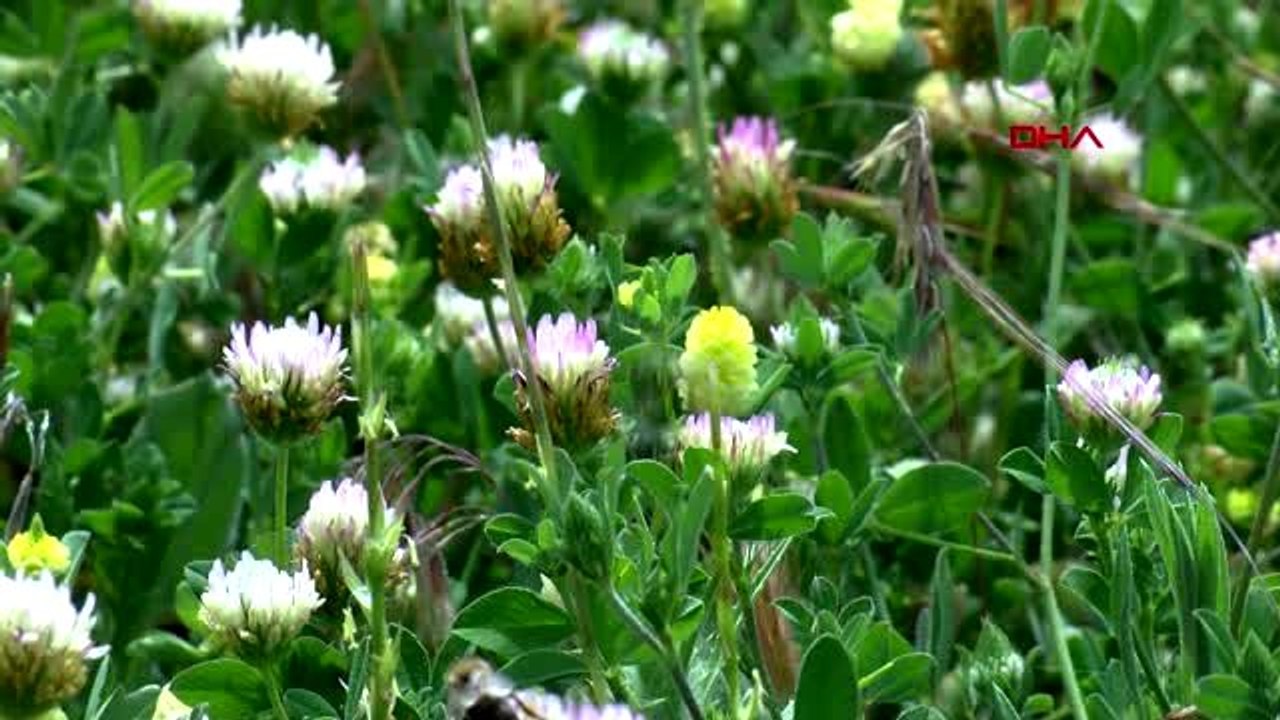 ÇANAKKALE Arı Yetiştiricileri Birliği Başkanı İleri: Arı sempatik değil ama yaşamımızı sürdürmede...