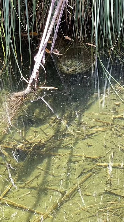 Very Old Turtle Snaps Up a Snack