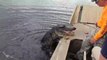 Des alligators pas très timides viennent demander à manger sur ce bateau de touriste