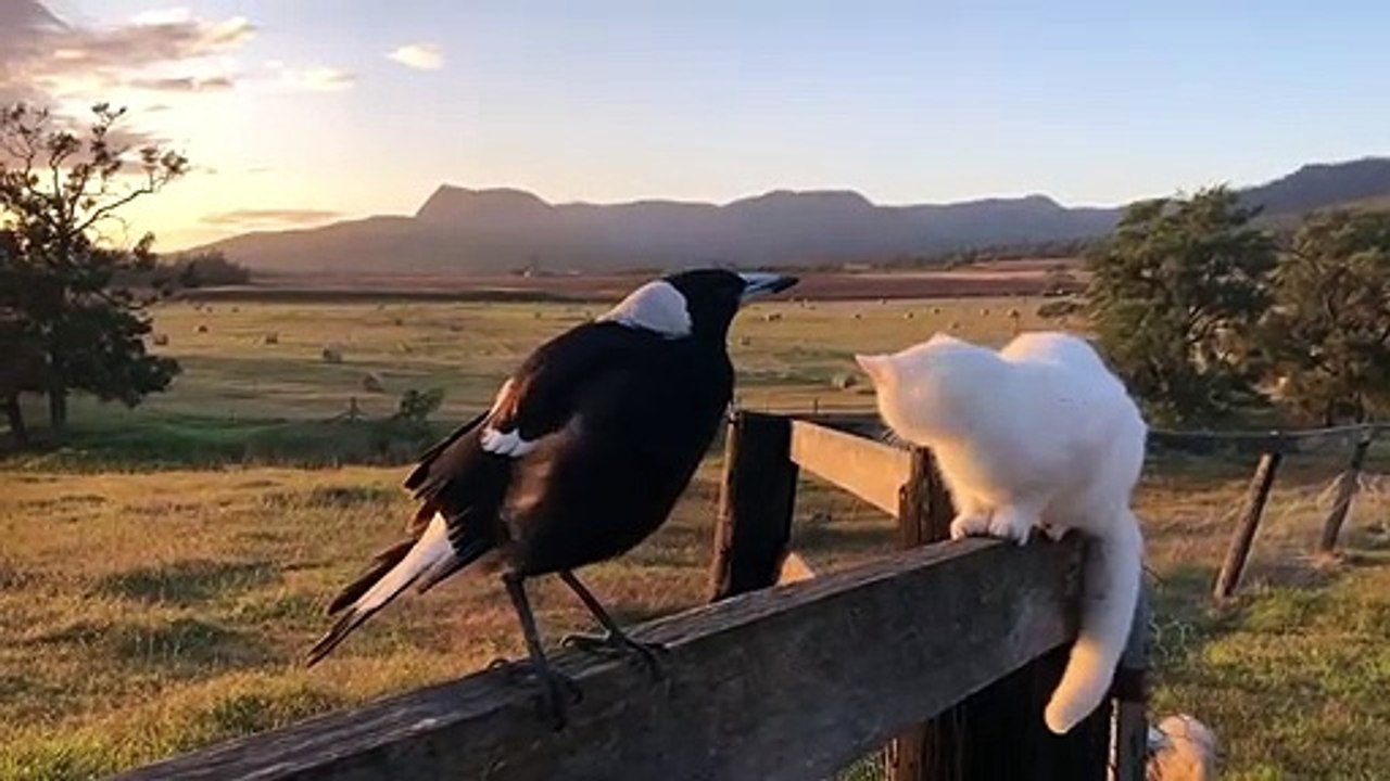 Cette pie se fait passer pour un coq devant un chat