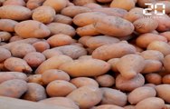 Le coronavirus pèse sur  producteurs de patates nordistes