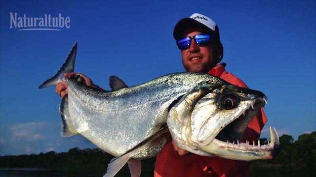 Casa de gigantes! Pesca de Dorados en Salto Grande _ Fish Finder cap#8