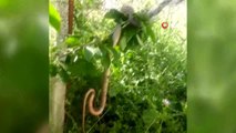 Çöl sıcaklarının yaşandığı Bursa'da 2 günde arka arkaya ortaya çıkan yılanlar korkuya sebep oldu