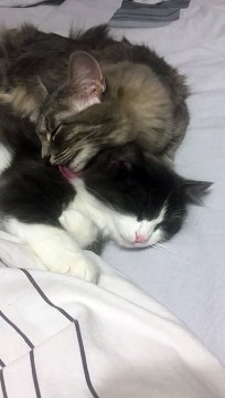 Kitten Stands on Hind Legs for Lookout