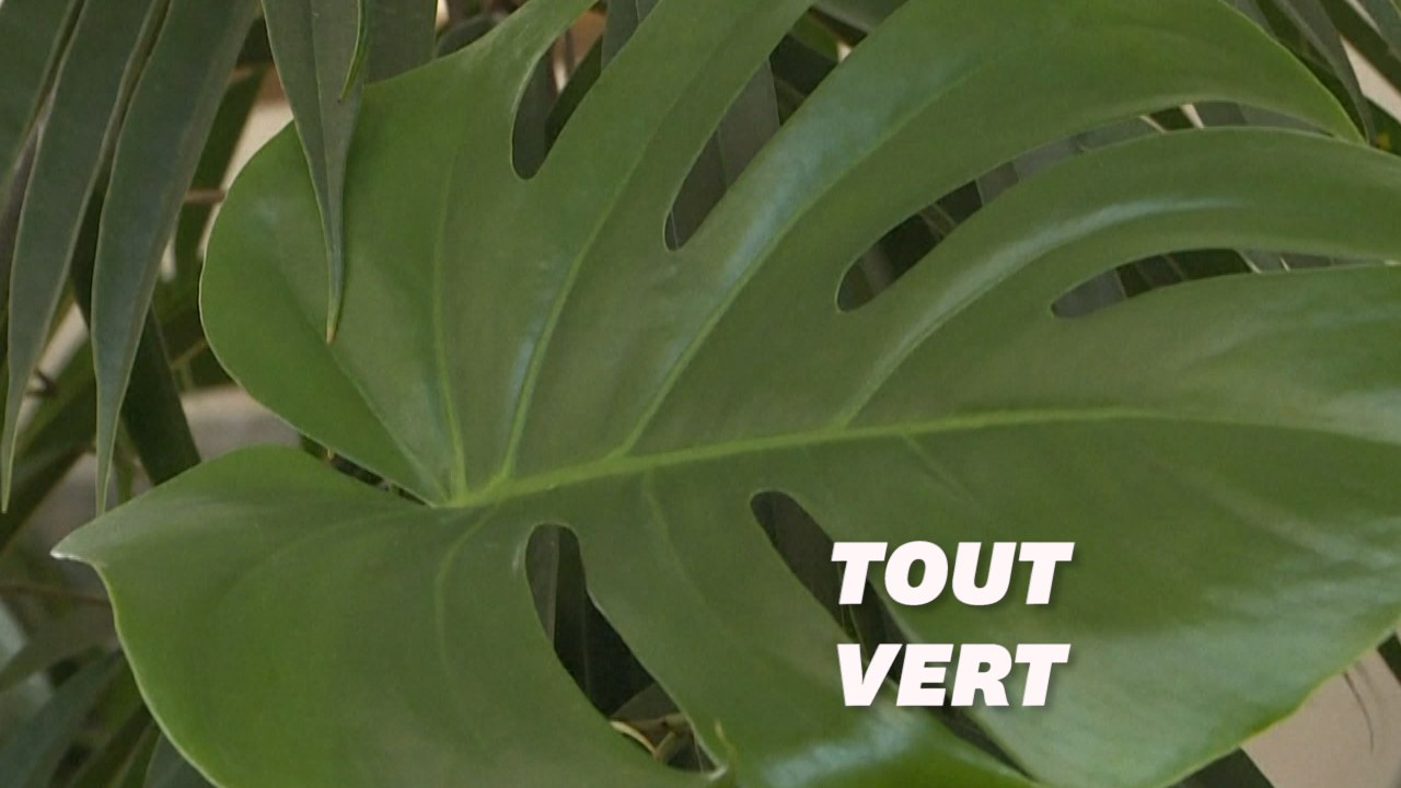 Ils soignent les plantes délaissées pendant le confinement