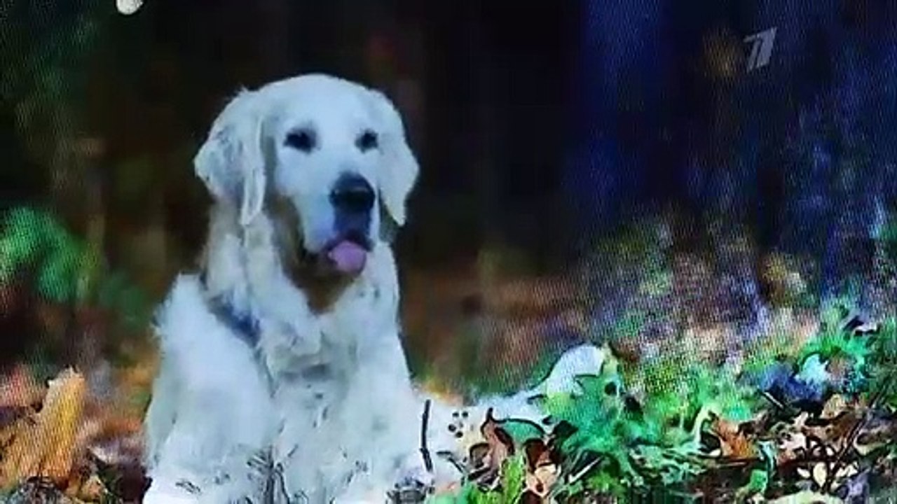 Катя и Блэк 7 серия (2020) –