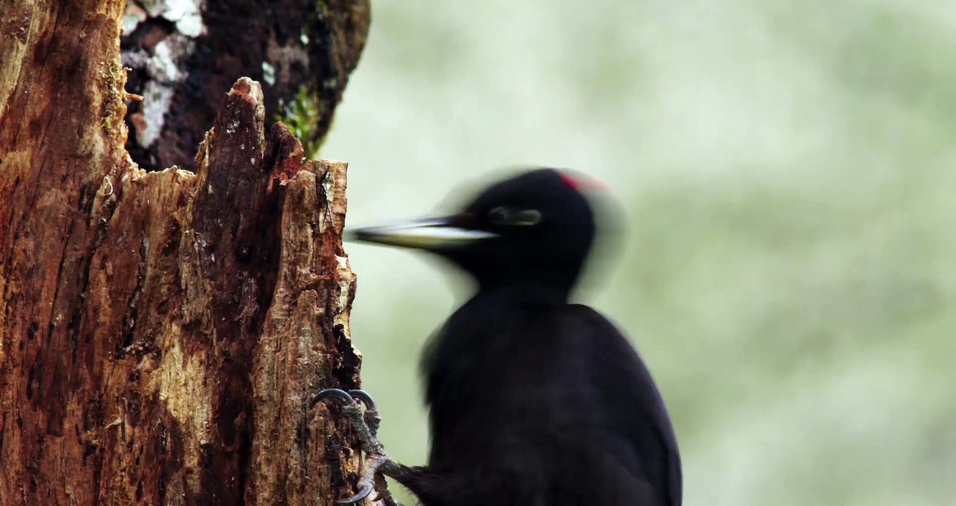 Cantábrico. Los dominios del oso pardo - Tráiler final