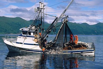 The Alaskan Salmon Industry Faces Off Against COVID-19