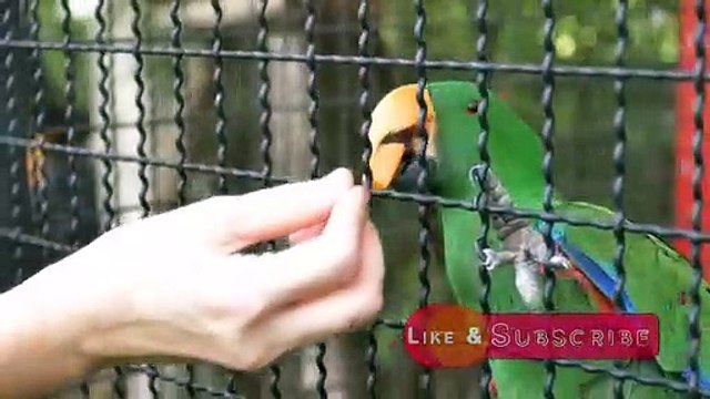 Talking Parrots - Funny Talking With Parrots - Bolnay Waly Totay - Dewangi TV