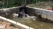 Rescuers Build A Ramp To Save Bull Moose Trapped At Construction Site