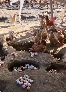 Such a wonderful Chicken Farm Amazing Animal / hens Farm