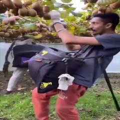 Most Amazing Fruits and Vegetables Farming Technique