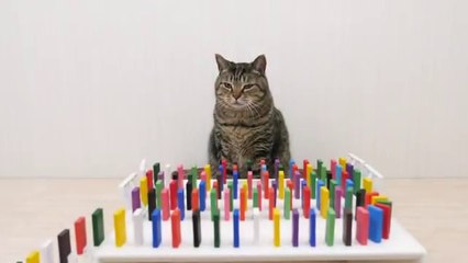 Cats and Domino