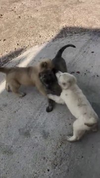 COBAN KOPEKLERi OGLEN ANTREMANI - SHEPHERD DOGS PUPPiES CUTE PLAYS