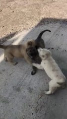 COBAN KOPEKLERi OGLEN ANTREMANI - SHEPHERD DOGS PUPPiES CUTE PLAYS