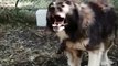 ADAMCI KAFKAS KOPEKLERi BAHCEDE - CAUCASiAN SHEPHERD DOGS in GARDEN