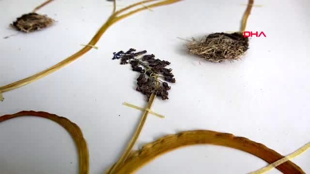 İZMİR BAYBURT'TA YENİ BİTKİ TÜRÜ KEŞFEDİLDİ