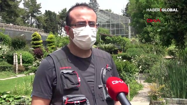 Bayburt'ta yeni bir endemik bitki türü keşfedildi: Bayburt Sümbülü