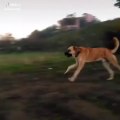 KARAPINAR ANADOLU COBAN KOPEGi - ANATOLiAN SHEPHERD DOG