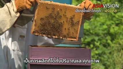 Life Style : เลี้ยงผึ้งฝ่าวิกฤติโควิด-19