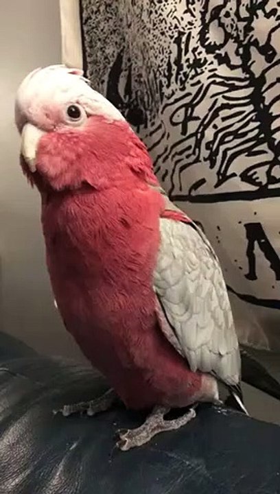 Ce perroquet parle pour demander des gratouilles "scratches"