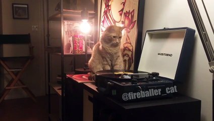 下载视频: Ce chat déteste les hipster : il jette le vinyle par terre !