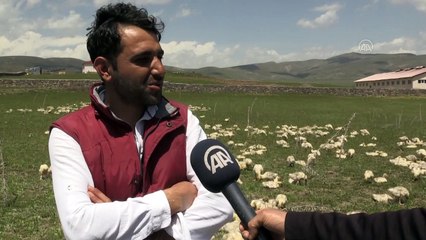 Saç sakal tıraşından kazandığı parayla kaz çiftliği kurdu - BİNGÖL