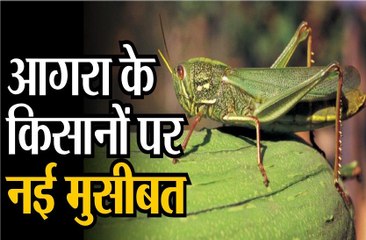 Locust Terror || आगरा के किसानों पर नई मुसीबत