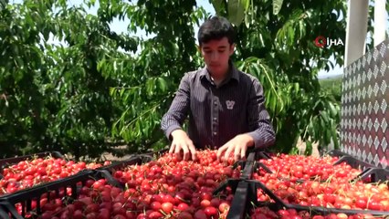 Erkenci kiraz tarlada 10 markette 25 lira