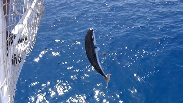 Balıkçılara balon balığı şoku!