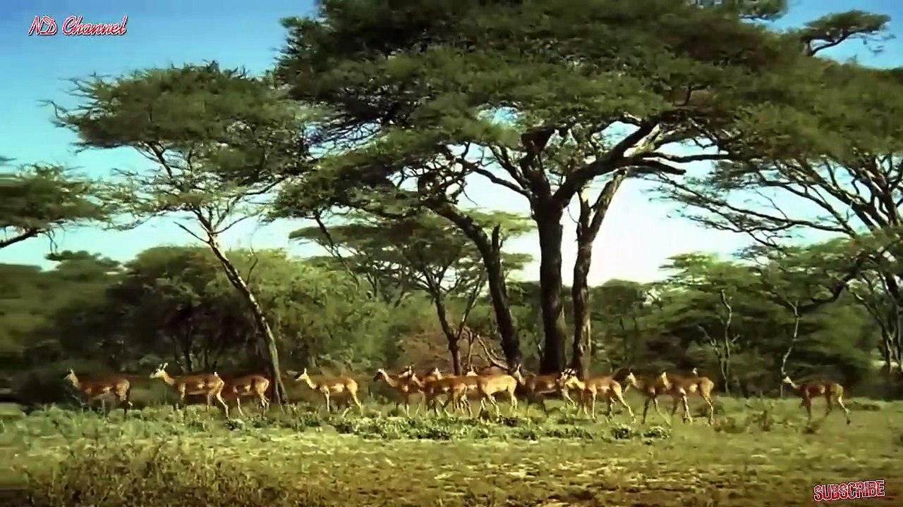 Big battle of Hyena vs Wild dogs - Lion vs Crocodile - Hyena fled the hunt from Wild Dog