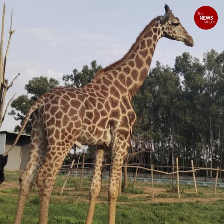 First giraffe adopted from Bannerghatta Biological Park