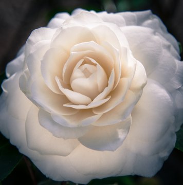 Vos Questions Jardin: Les feuilles de mon camélia sont recroquevillées