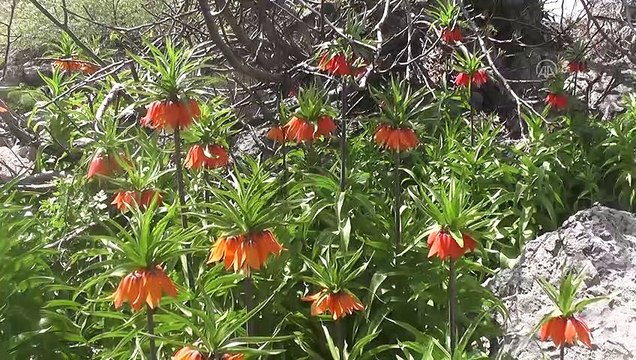 Mercan Dağları'nda açan ters laleler görsel şölen sunuyor - TUNCELİ
