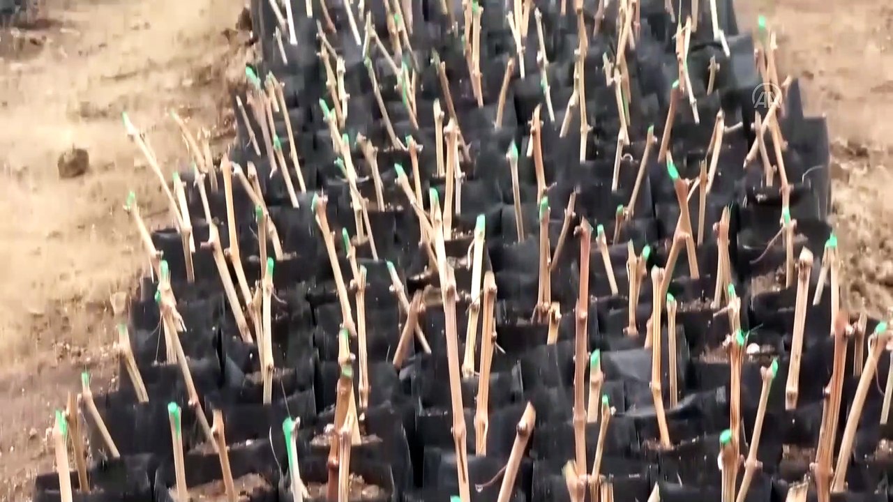 Çiftçilere 3 bin yıllık endemik Erciş üzüm çeli...