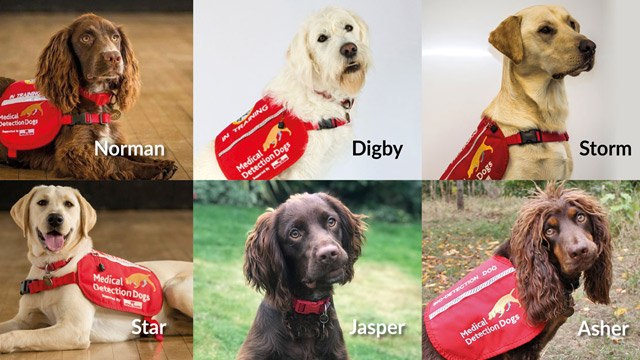 Los Superseis, perros entrenados para detectar el coronavirus