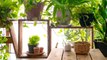 घर में लगाए वास्तु अनुसार ये Plants जो आपकी किस्मत बदल देंगे । Vastu Tips For Plants । Boldsky