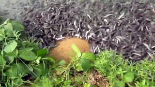 Hybrid magur fish farming business in india part -11  hungry catfish eating food for feeding