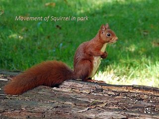 Happy Movement of Squirrel in Park