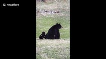 Photographer captures incredible footage of bear nursing 3 cubs from her bedroom window in Canada