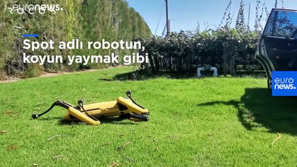 Yeni Zelandalı şirket, robot çoban köpeği geliştirdi