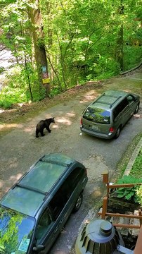 Bear Cubs Chased out of Minivan