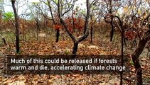 Rainforests and climate change