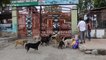 Students in India come together to collect food and feed packs of stray dogs