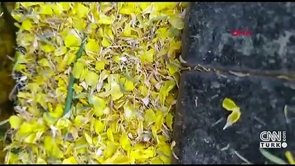 Son dakika... Kanolaya yeşil tırtıl istilası