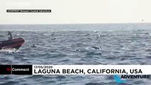 شاهد.. مئات الدلافين تقفز قبالة شواطئ كاليفورنيا